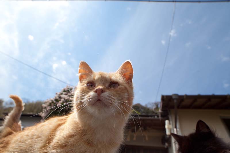 f:id:fubirai:20100707234656j:image