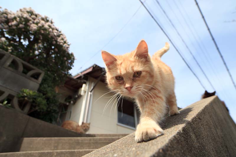 f:id:fubirai:20100707234700j:image