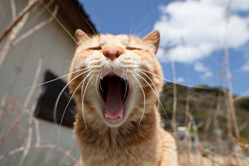 f:id:fubirai:20100709224028j:image