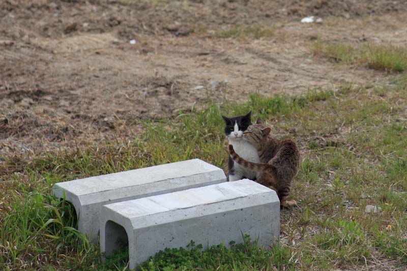 f:id:fubirai:20100721235821j:image