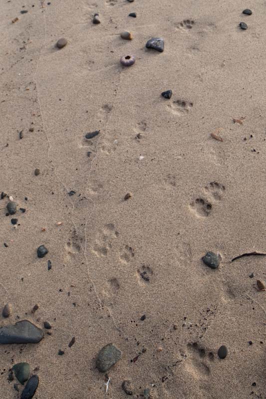 f:id:fubirai:20100727233722j:image