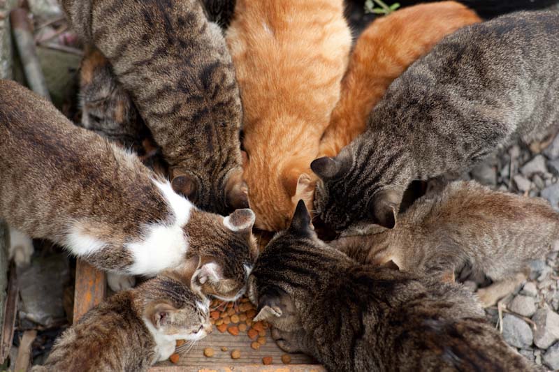 f:id:fubirai:20100802234007j:image