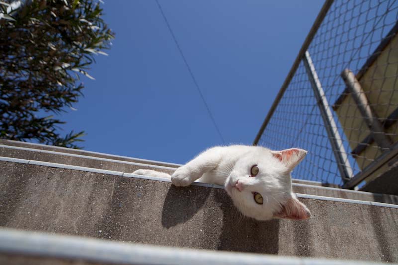 f:id:fubirai:20100826234006j:image