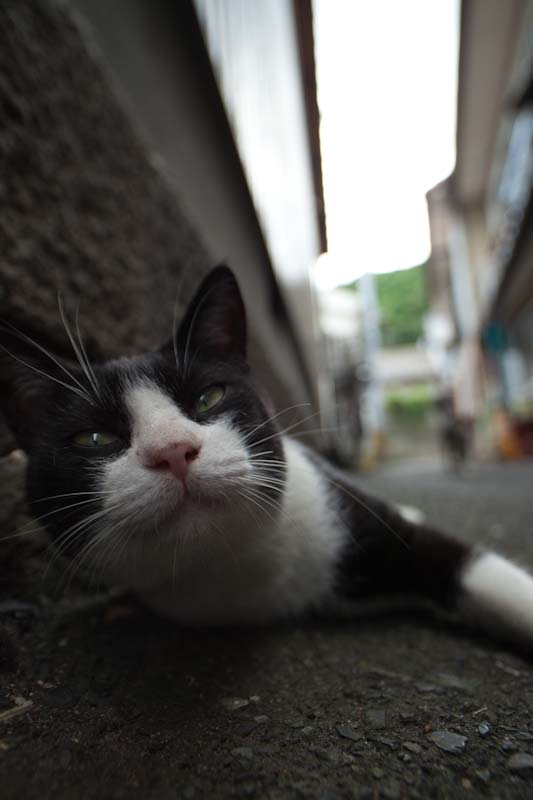 f:id:fubirai:20100903235247j:image