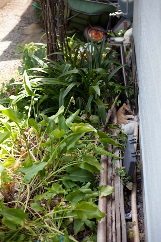 f:id:fubirai:20100913233831j:image