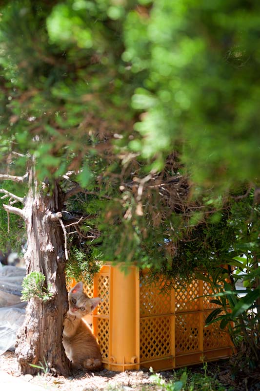 f:id:fubirai:20100913233842j:image