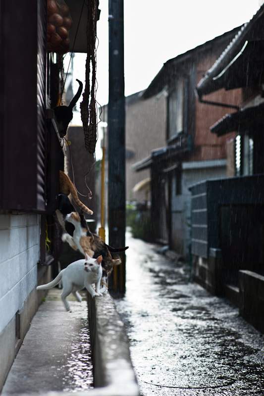 f:id:fubirai:20100923232543j:image