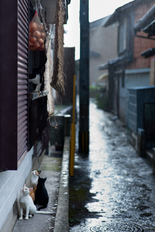 f:id:fubirai:20100923234927j:image