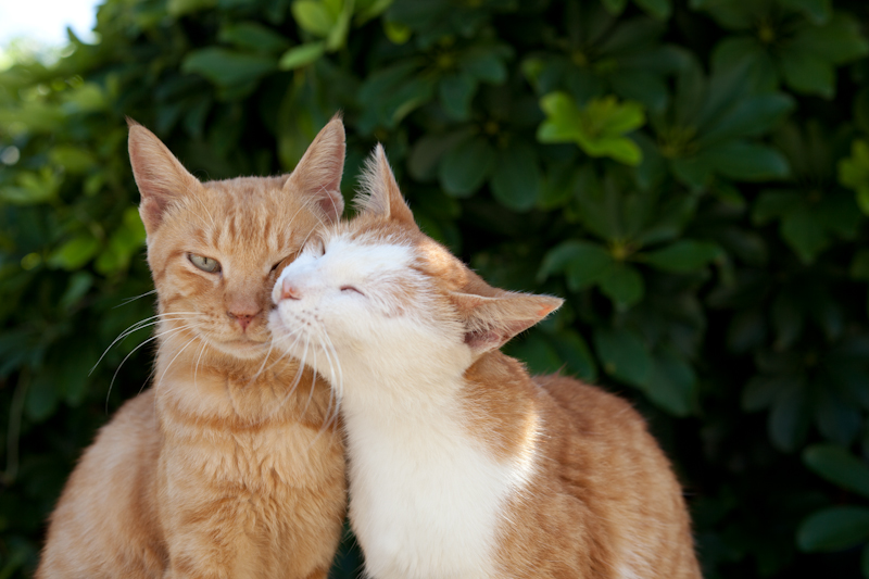 f:id:fubirai:20101005233345j:image