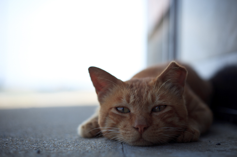 f:id:fubirai:20101009232023j:image