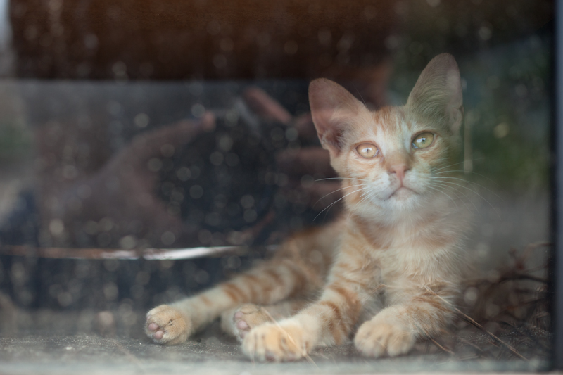 f:id:fubirai:20101011230533j:image