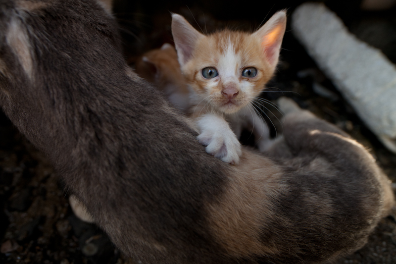 f:id:fubirai:20101029232201j:image