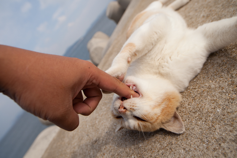 f:id:fubirai:20101110234408j:image