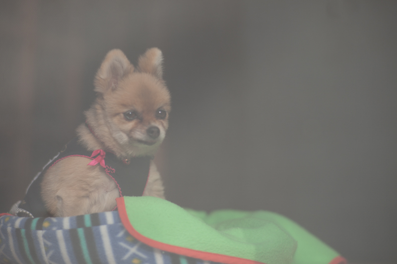 f:id:fubirai:20101112231315j:image