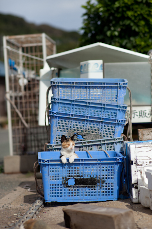 f:id:fubirai:20101120232630j:image