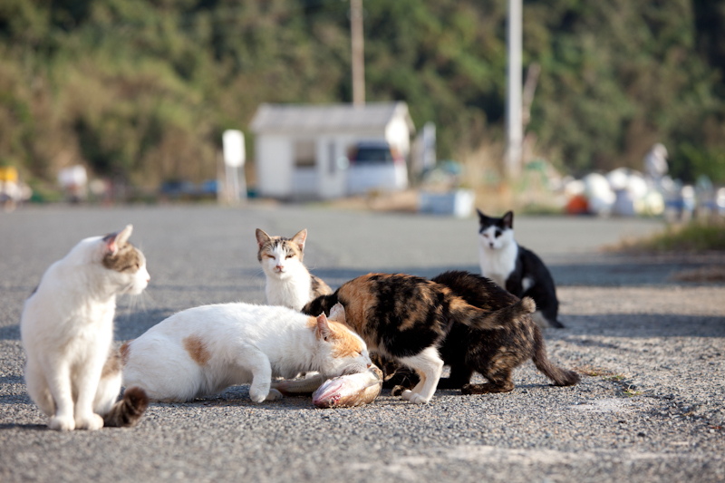 f:id:fubirai:20101202232242j:image