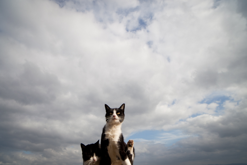 f:id:fubirai:20110119224732j:image