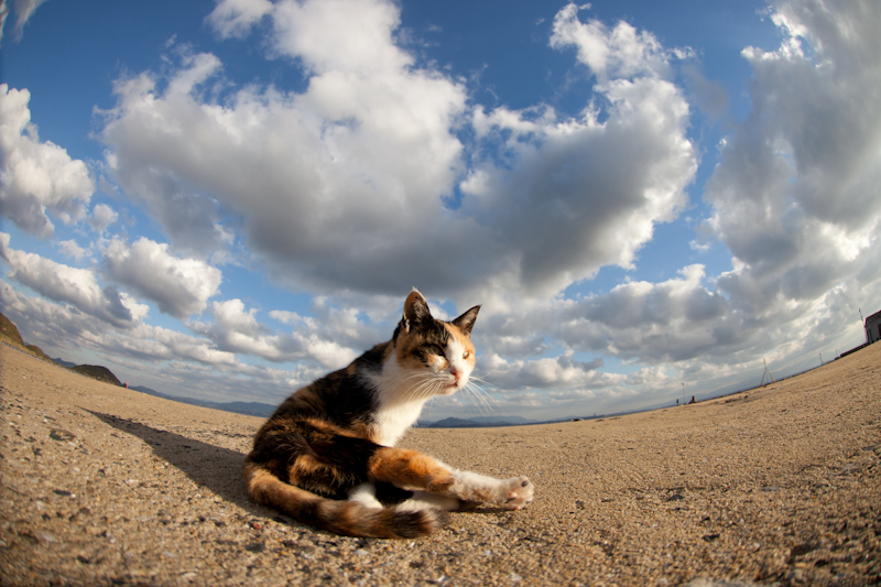 f:id:fubirai:20110121221640j:image