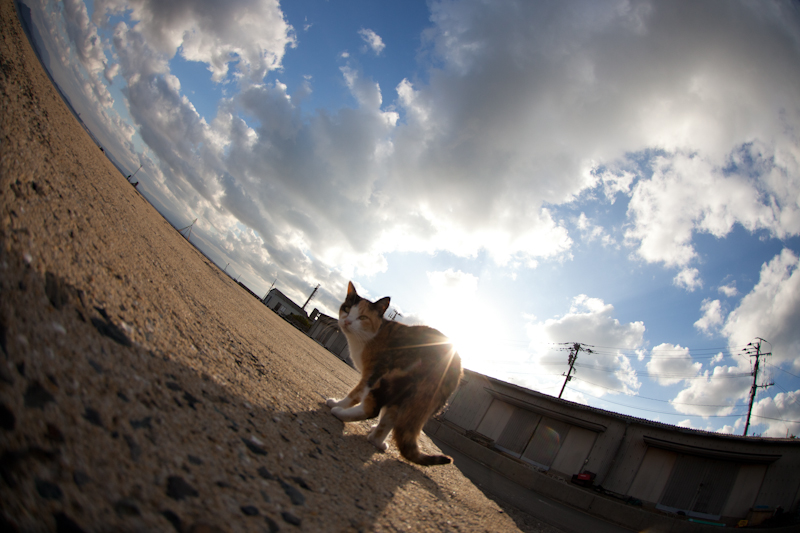 f:id:fubirai:20110121221641j:image