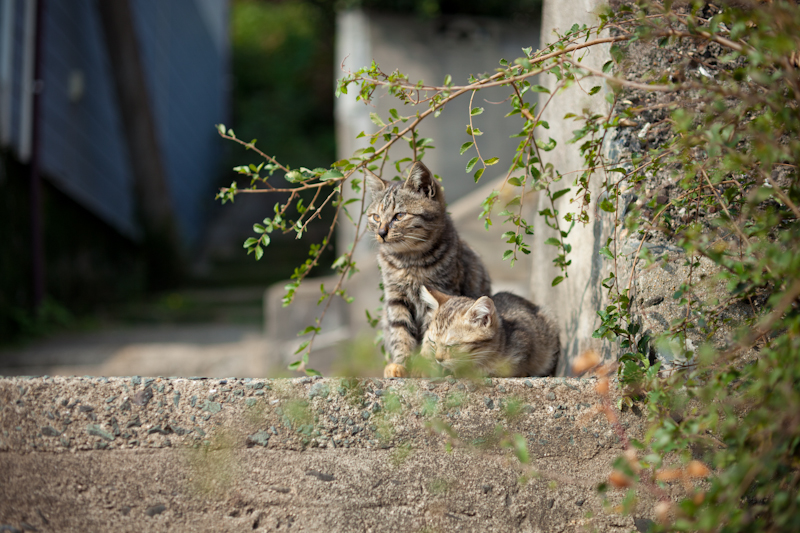 f:id:fubirai:20110210230508j:image