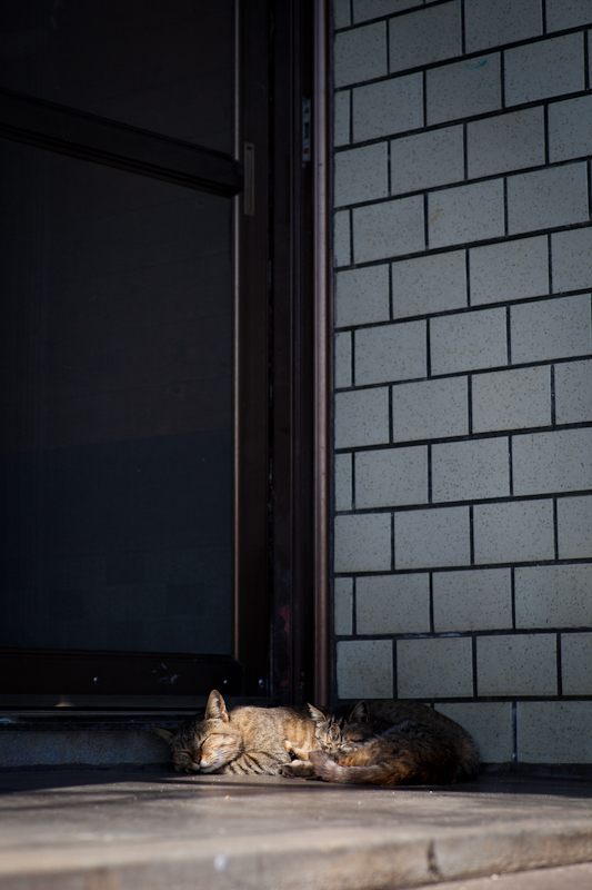 f:id:fubirai:20110210230510j:image