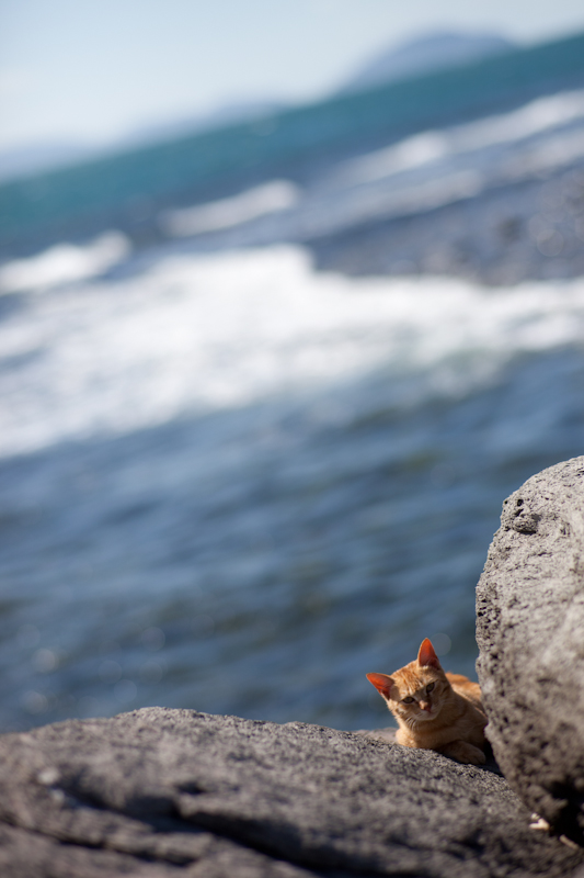 f:id:fubirai:20110304200151j:image