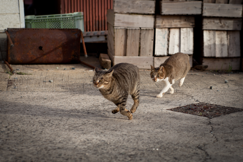 f:id:fubirai:20110501232026j:image