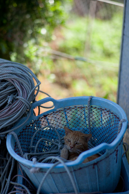 f:id:fubirai:20110702221820j:image