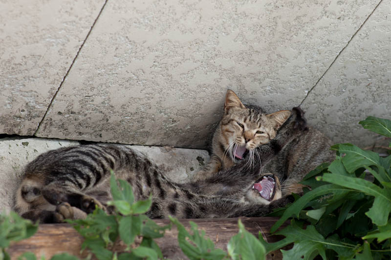 f:id:fubirai:20110902194727j:image