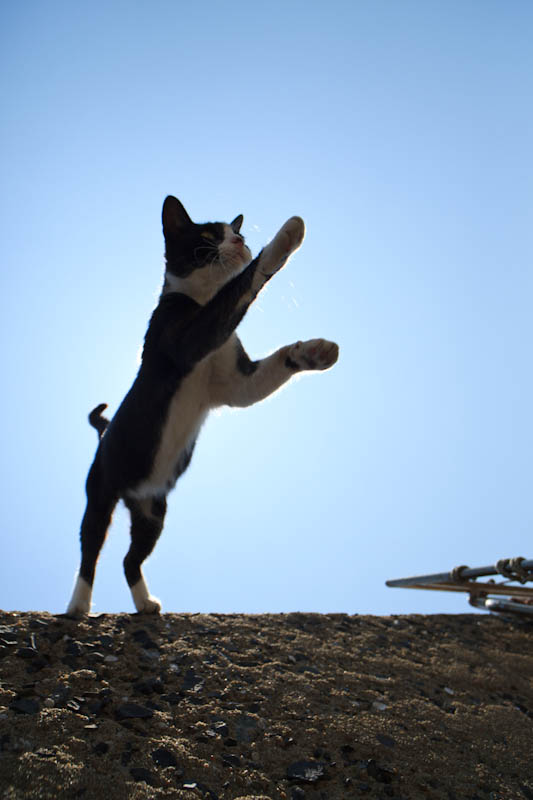 f:id:fubirai:20110905223150j:image