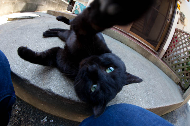 f:id:fubirai:20110913235202j:image