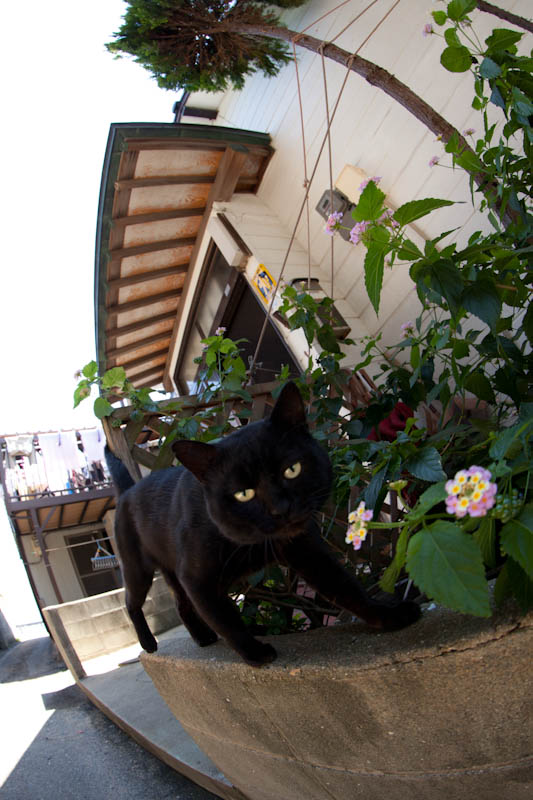 f:id:fubirai:20110913235424j:image