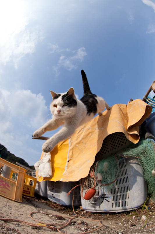 f:id:fubirai:20120122224927j:image