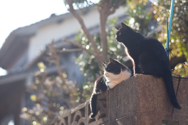 f:id:fubirai:20120219223828j:image