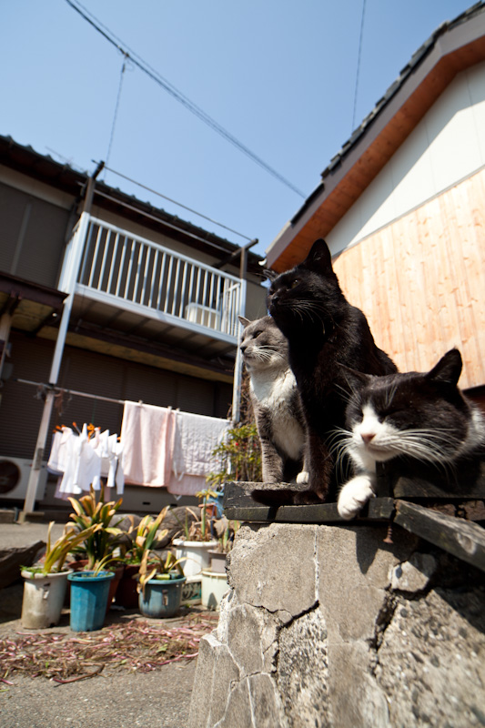 f:id:fubirai:20120327222349j:image