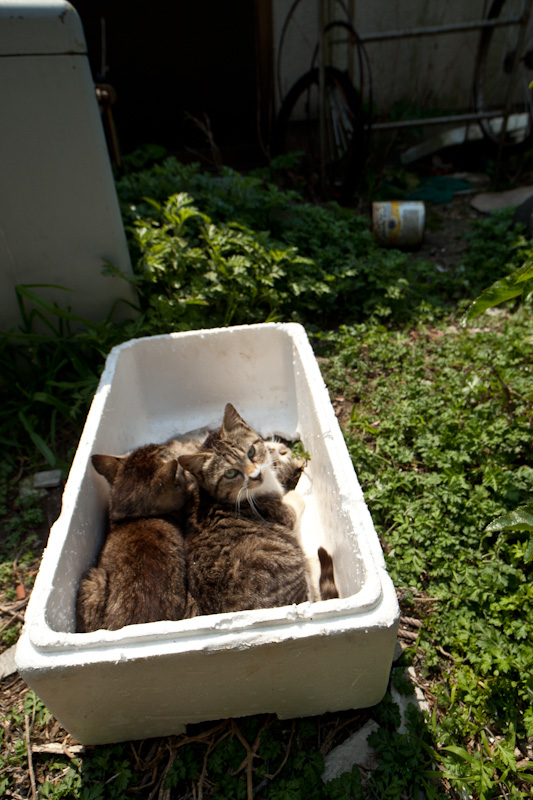 f:id:fubirai:20120412231804j:image