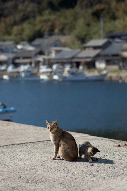 f:id:fubirai:20120418231852j:image
