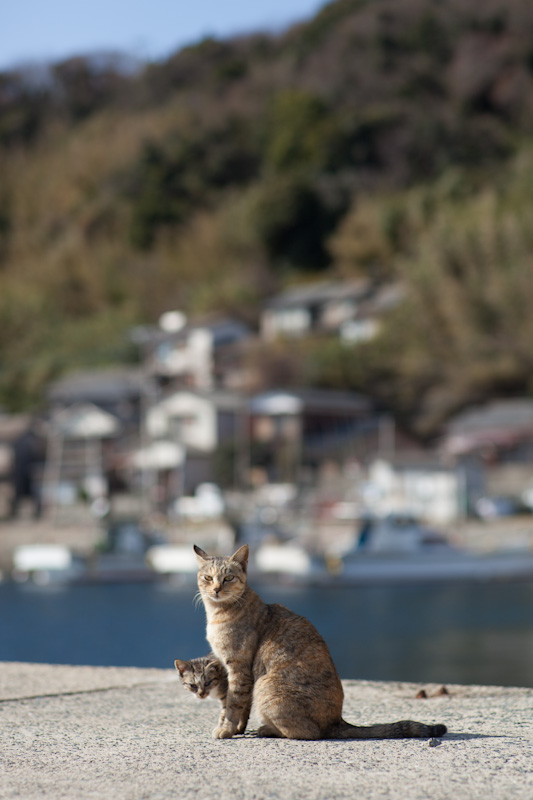 f:id:fubirai:20120418231853j:image