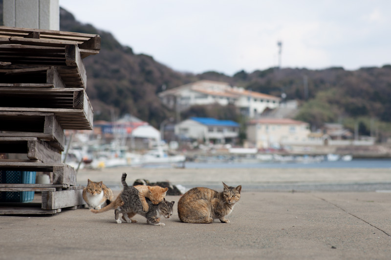 f:id:fubirai:20120420210105j:image