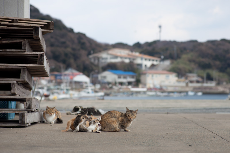 f:id:fubirai:20120420210106j:image