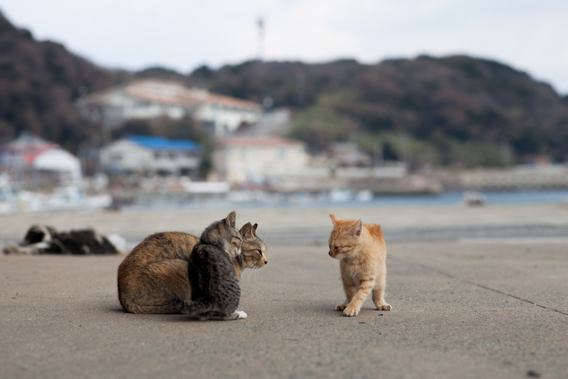 f:id:fubirai:20120420210107j:image