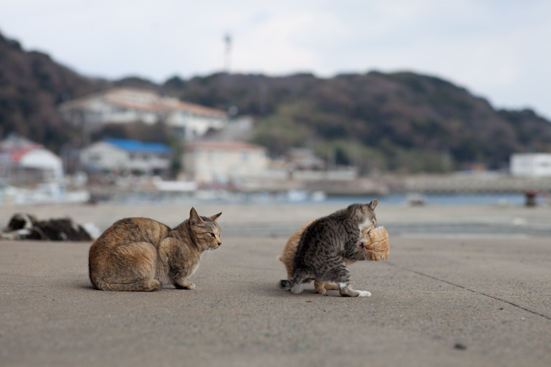 f:id:fubirai:20120420210108j:image