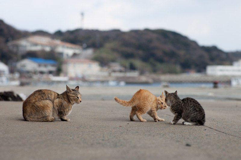 f:id:fubirai:20120420210109j:image