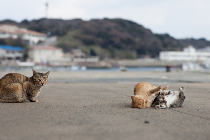 f:id:fubirai:20120420210110j:image