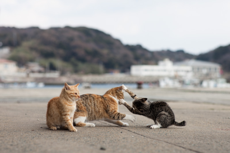 f:id:fubirai:20120420210112j:image