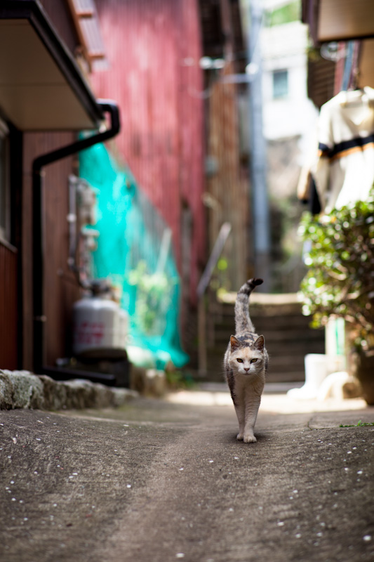 f:id:fubirai:20120506225757j:image