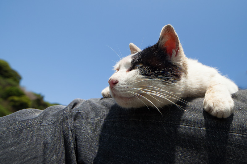 f:id:fubirai:20120508231658j:image