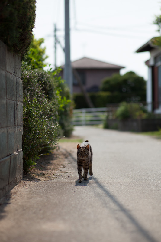 f:id:fubirai:20120514233243j:image