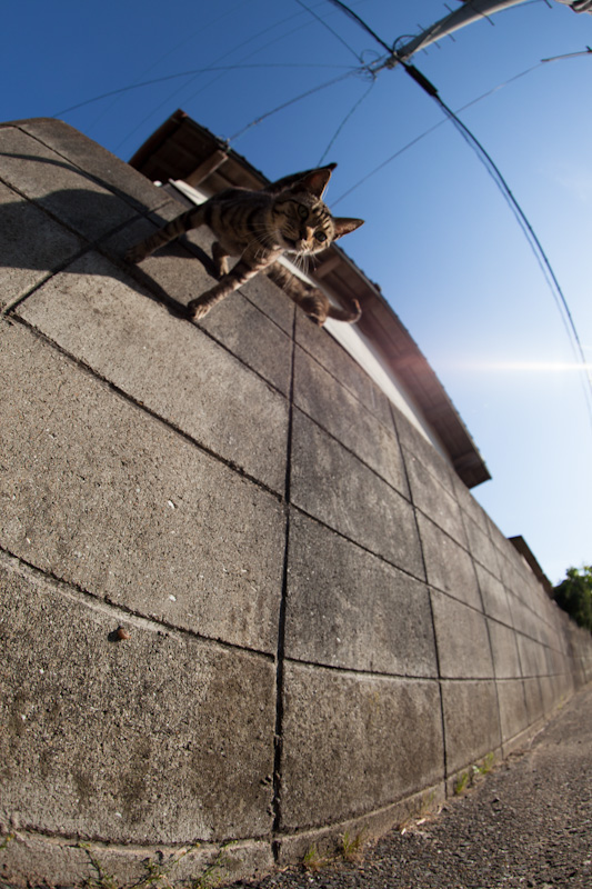 f:id:fubirai:20120611225343j:image