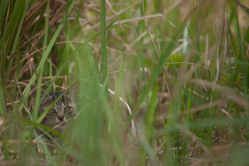 f:id:fubirai:20120706153752j:image